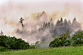 Hillside of evergreen trees among fog, Bald Hills Road, California