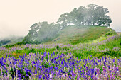 Lila und blaue Lupinenblüten und Baum im Nebel, Bald Hills Road, Kalifornien