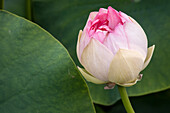 USA, California, Santa Barbara, Montecito. Lotusland garden, Summer Solstice Twilight Reception, lotus flower.