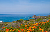 Kalifornische Mohnblumen, Big Sur, Kalifornien, USA