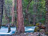 Sequoias und Merced River, Yosemite-Nationalpark, Kalifornien, USA