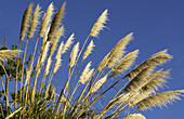 Pacific Coast Highway 1, California, tan Pampas Grass near highway into the blue sky