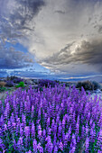 USA, California, Sierra Nevada Mountains. Inyo bush lupine blooming