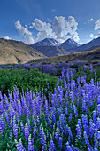 USA, California, Sierra Nevada Mountains. Inyo bush lupine blooms and mountains