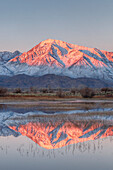 USA, Kalifornien, Bishop. Sierra Crest spiegelt sich bei Sonnenaufgang im Farmer's Pond