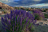 USA, California, Sierra Nevada Mountains. Landscape with Inyo bush lupine