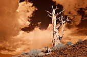 USA, California, White Mountains. Bristlecone pine tree in infrared