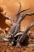 USA, California, White Mountains. Bristlecone pine tree in infrared