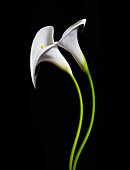 USA, Kalifornien. Zwei Calla-Lilien-Blüten