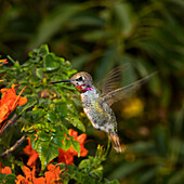 USA, California. Male Anna's hummingbird flying