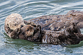 USA, California, San Luis Obispo County. Sea otter mother and pup grooming