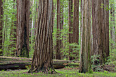 USA, California, Humboldt Redwoods State Park. Redwood tree scenic