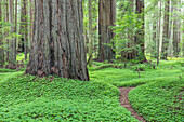 USA, California, Humboldt Redwoods State Park. Redwood tree scenic