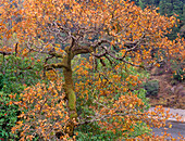 USA, California, Garberville. Moss on oak tree in fall color.