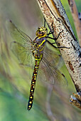 USA, California. Female heteromorph paddle-tailed darner on branch.