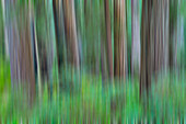 Grove of redwoods, panning effect. Damnation Creek Trail, Del Norte Redwoods State Park, California