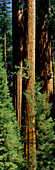 Mittelteil eines Riesenmammutbaums im Sequoia Kings Canyon National Park, Kalifornien (Großformat verfügbar)
