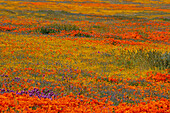 USA, Kalifornien. Gelbe, orangefarbene und violette Wildblumen auf einer Wiese in der Nähe des Mohnblumenreservats, Lancaster, Kalifornien