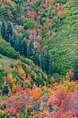 East Canyon in der Nähe von Salt Lake City, Utah. Buntes Herbstlaub