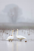 Cosumnes River Preserve, California, USA. Two tundra swans in fog.