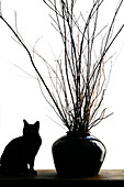 Silhouetted image of a cat by a flower pot, Los Angeles, California, USA. (PR)