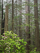 California, Del Norte Coast Redwoods State Park, redwood trees with rhododendrons