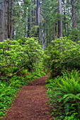 Kalifornien, Del Norte Coast Redwoods State Park, Mammutbäume und Rhododendren am Weg