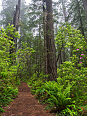 California, Del Norte Coast Redwoods State Park, Redwood trees and rhododendrons along trail