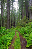 California, Del Norte Coast Redwoods State Park, Damnation Creek Trail and Redwood trees