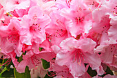 Evergreen azalea blooms in the spring and summer.