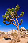 Joshua-Baum und Felsbrocken, Joshua Tree National Park, Kalifornien, USA