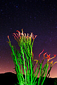 Ocotillo im Licht der Milchstraße, Anza-Borrego Desert State Park, Kalifornien, USA