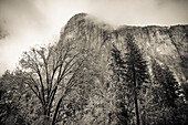 El Capitan und Schwarzeiche im Winter, Yosemite-Nationalpark, Kalifornien, USA