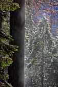 Snowy Mist in the Forest. Valley Floor. Yosemite National Park, California.