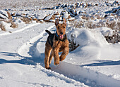 Airedale Terrier running through snow