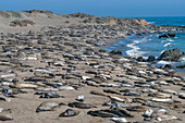 Elefantenrobben am Strand, San Simeon, Kalifornien