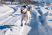 Boxers running in snow, California