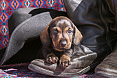 Doxen Puppy on cowboy boot (MR)