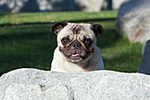 Pug peaking up behind a rock (MR)