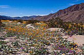 Wildblumen, Anza Borrego Desert State Park, Kalifornien