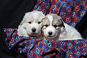 Great Pyrenees puppies