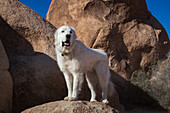 Great Pyrenees on granite boulders