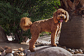 Labradoodle in desert garden