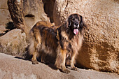 Leonberger auf Granitblöcken