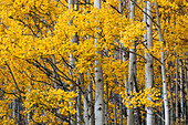 Espenbäume in Herbstfarben, Uncompahgre National Forest, Colorado