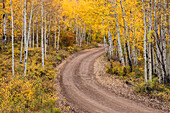 Ländliche Forststraße und goldene Espenbäume im Herbst, Sneffels Wilderness Area, Uncompahgre National Forest, Colorado