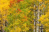 Stand of aspen trees and trunks in fall color, Uncompahgre National Forest, Sneffels Range, Sneffels Wilderness Area, Colorado