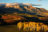 Herbstpappeln und Sneffels Range im ersten Licht, Mount Sneffels Wilderness, Uncompahgre National Forest, Colorado