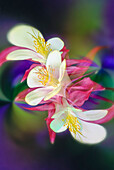 Columbine flower, Colorado