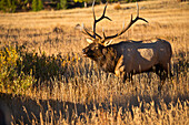 USA, Colorado, Estes Park, Rocky-Mountain-Nationalpark Stierhütender Elch